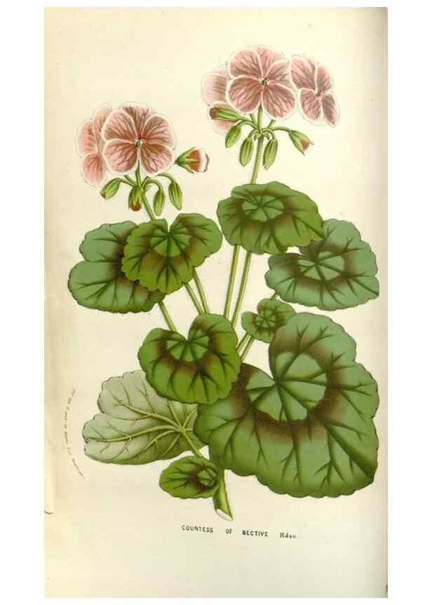 Reproducción/Reproduction 49584086103: Flore des serres et des jardins de l'Europe. A Gand :chez Louis van Houtte, eÌditeur,1845-1880.. 