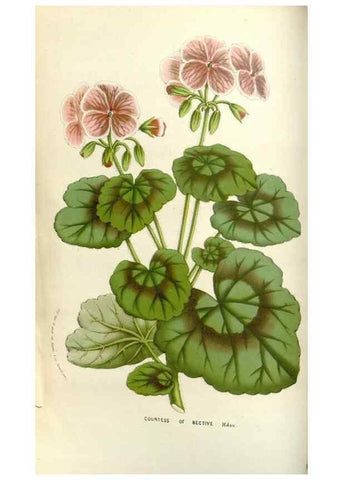 Reproducción/Reproduction 49584086103: Flore des serres et des jardins de l'Europe. A Gand :chez Louis van Houtte, eÌditeur,1845-1880.. 