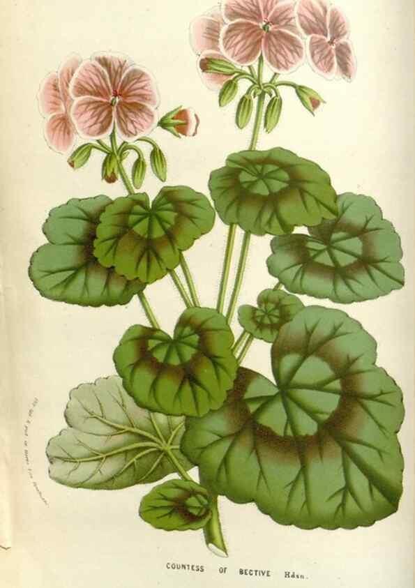 Reproducción/Reproduction 49584086103: Flore des serres et des jardins de l'Europe. A Gand :chez Louis van Houtte, eÌditeur,1845-1880.. 