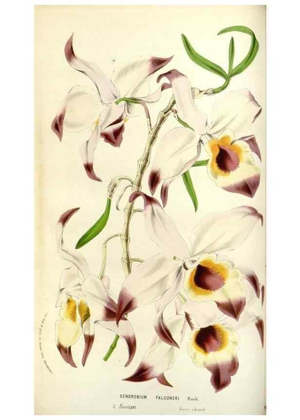 Reproducción/Reproduction 49584816257: Flore des serres et des jardins de l'Europe. A Gand :chez Louis van Houtte, eÌditeur,1845-1880.. 