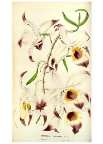 Reproducción/Reproduction 49584816257: Flore des serres et des jardins de l'Europe. A Gand :chez Louis van Houtte, eÌditeur,1845-1880.. 
