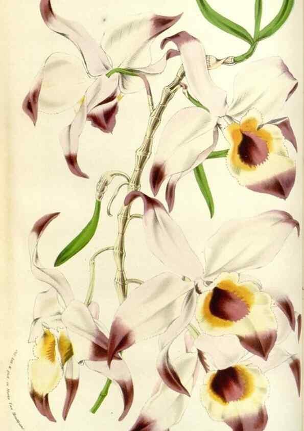 Reproducción/Reproduction 49584816257: Flore des serres et des jardins de l'Europe. A Gand :chez Louis van Houtte, eÌditeur,1845-1880.. 