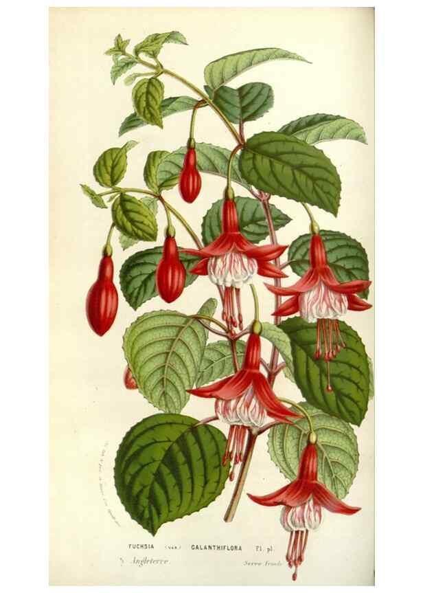 Reproducción/Reproduction 49584086748: Flore des serres et des jardins de l'Europe. A Gand :chez Louis van Houtte, eÌditeur,1845-1880.. 