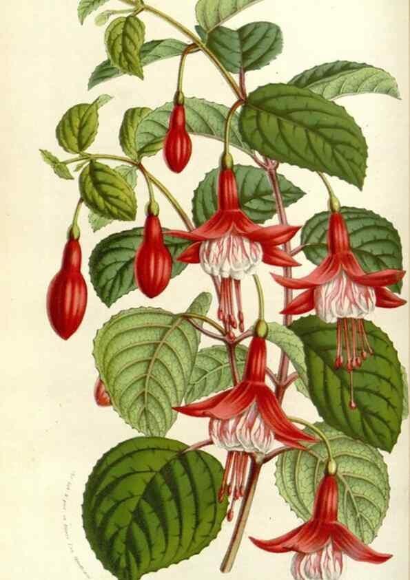 Reproducción/Reproduction 49584086748: Flore des serres et des jardins de l'Europe. A Gand :chez Louis van Houtte, eÌditeur,1845-1880.. 