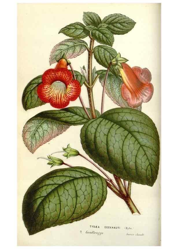 Reproducción/Reproduction 49584084233: Flore des serres et des jardins de l'Europe. A Gand :chez Louis van Houtte, eÌditeur,1845-1880.. 