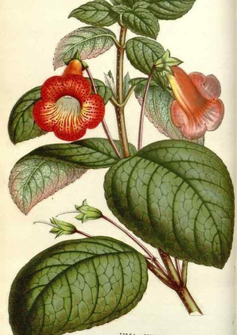 Reproducción/Reproduction 49584084233: Flore des serres et des jardins de l'Europe. A Gand :chez Louis van Houtte, eÌditeur,1845-1880.. 
