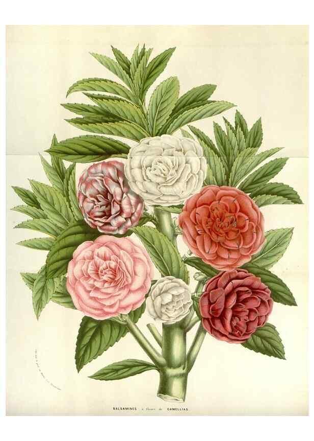 Reproducción/Reproduction 49584087033: Flore des serres et des jardins de l'Europe. A Gand :chez Louis van Houtte, eÌditeur,1845-1880.. 
