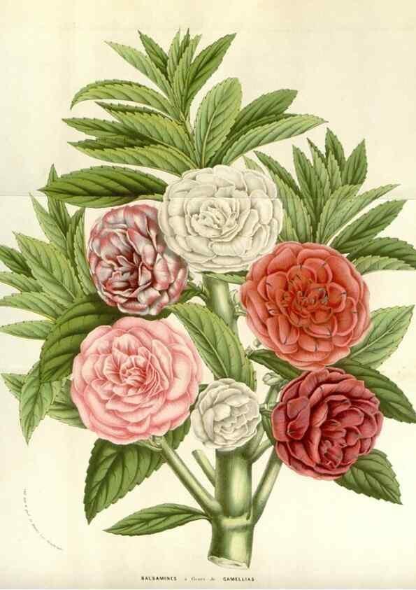 Reproducción/Reproduction 49584087033: Flore des serres et des jardins de l'Europe. A Gand :chez Louis van Houtte, eÌditeur,1845-1880.. 