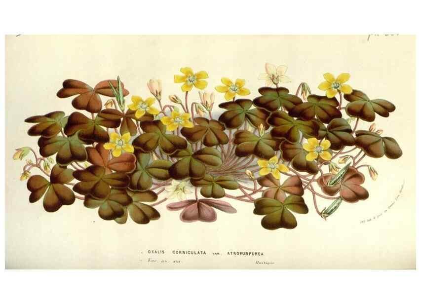 Reproducción/Reproduction 49584585396: Flore des serres et des jardins de l'Europe. A Gand :chez Louis van Houtte, eÌditeur,1845-1880.. 