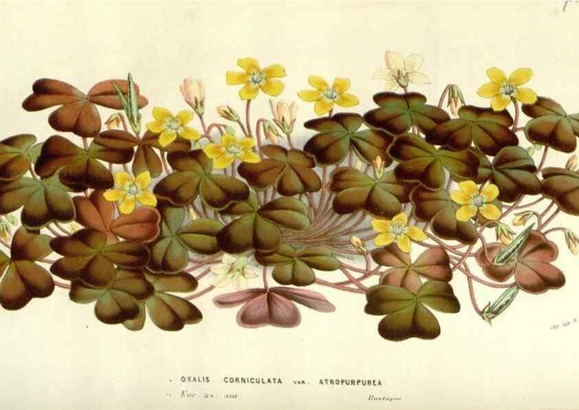 Reproducción/Reproduction 49584585396: Flore des serres et des jardins de l'Europe. A Gand :chez Louis van Houtte, eÌditeur,1845-1880.. 