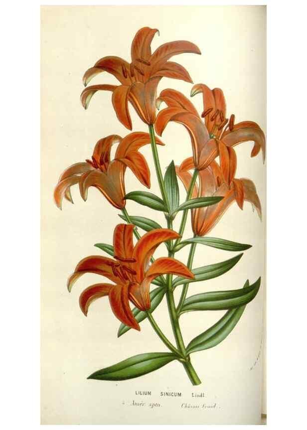 Reproducción/Reproduction 49584585701: Flore des serres et des jardins de l'Europe. A Gand :chez Louis van Houtte, eÌditeur,1845-1880.. 