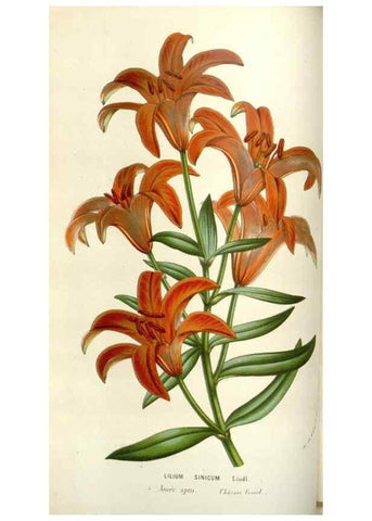 Reproducción/Reproduction 49584585701: Flore des serres et des jardins de l'Europe. A Gand :chez Louis van Houtte, eÌditeur,1845-1880.. 