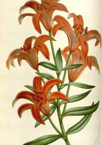 Reproducción/Reproduction 49584585701: Flore des serres et des jardins de l'Europe. A Gand :chez Louis van Houtte, eÌditeur,1845-1880.. 
