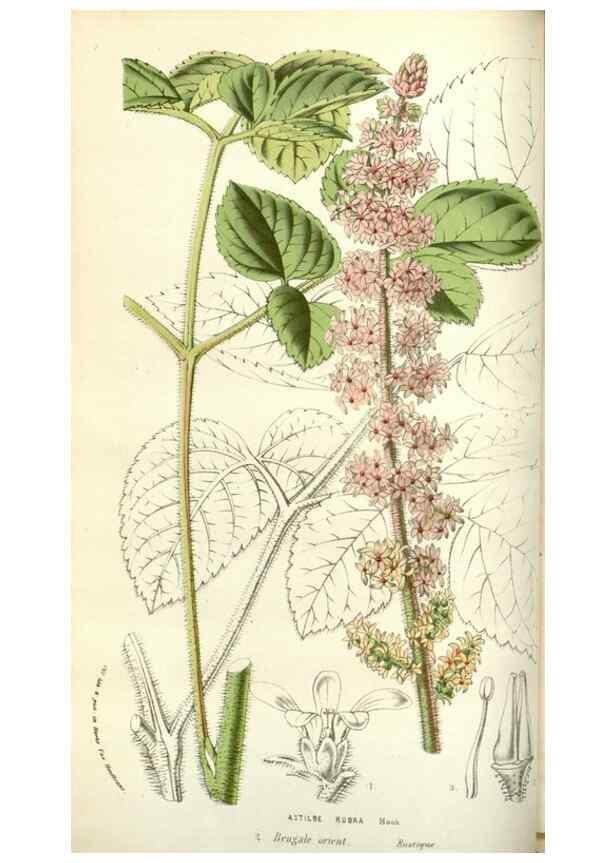Reproducción/Reproduction 49584817852: Flore des serres et des jardins de l'Europe. A Gand :chez Louis van Houtte, eÌditeur,1845-1880.. 