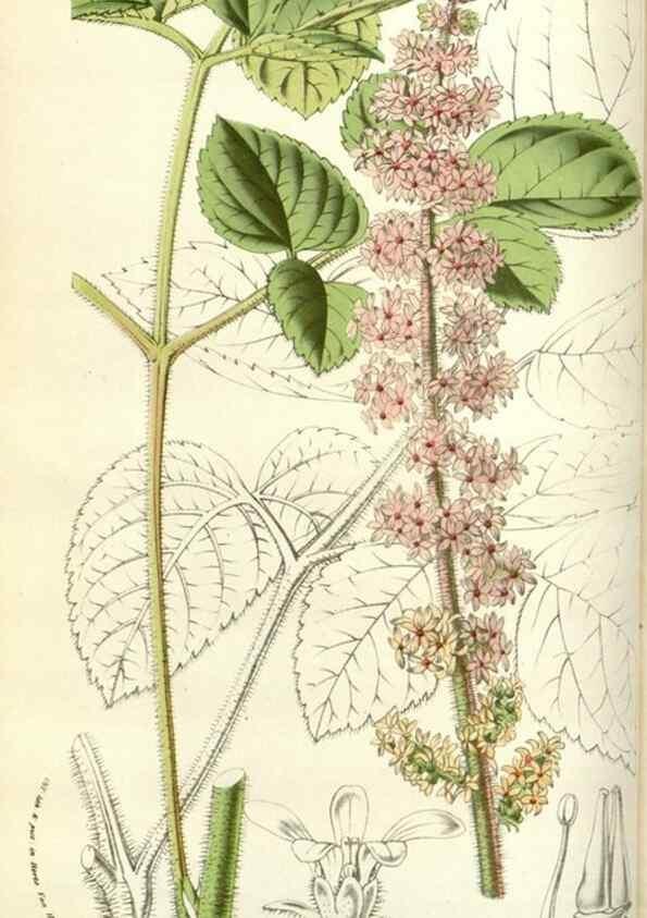 Reproducción/Reproduction 49584817852: Flore des serres et des jardins de l'Europe. A Gand :chez Louis van Houtte, eÌditeur,1845-1880.. 