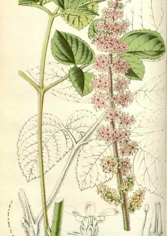 Reproducción/Reproduction 49584817852: Flore des serres et des jardins de l'Europe. A Gand :chez Louis van Houtte, eÌditeur,1845-1880.. 