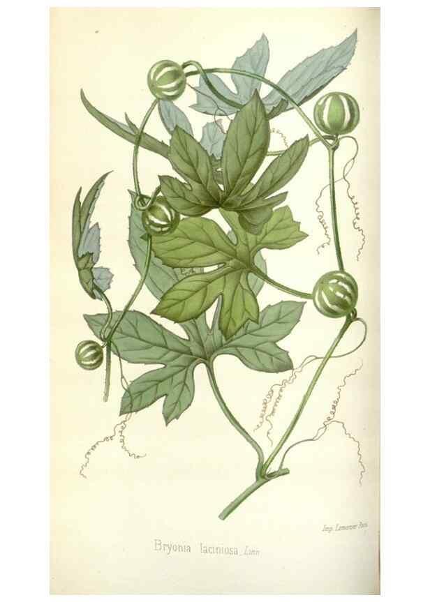 Reproducción/Reproduction 49584586236: Flore des serres et des jardins de l'Europe. A Gand :chez Louis van Houtte, eÌditeur,1845-1880.. 