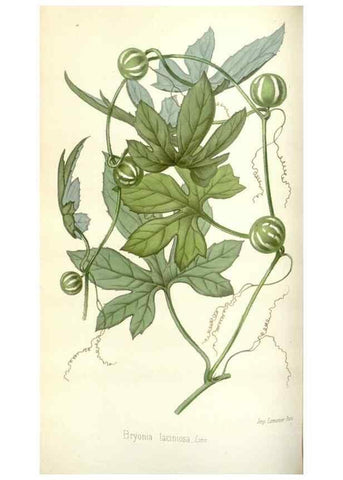Reproducción/Reproduction 49584586236: Flore des serres et des jardins de l'Europe. A Gand :chez Louis van Houtte, eÌditeur,1845-1880.. 