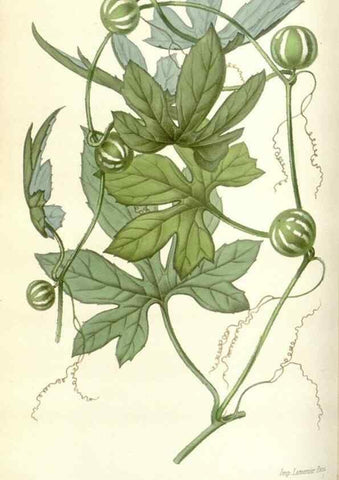 Reproducción/Reproduction 49584586236: Flore des serres et des jardins de l'Europe. A Gand :chez Louis van Houtte, eÌditeur,1845-1880.. 