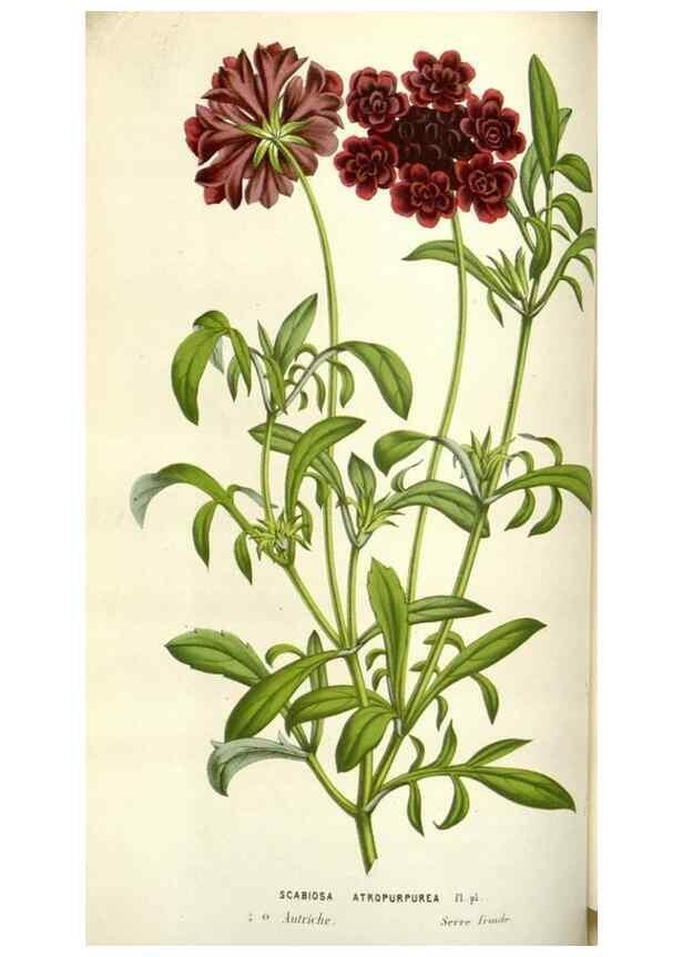 Reproducción/Reproduction 49584586671: Flore des serres et des jardins de l'Europe. A Gand :chez Louis van Houtte, eÌditeur,1845-1880.. 