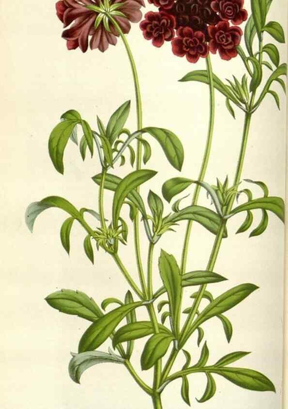 Reproducción/Reproduction 49584586671: Flore des serres et des jardins de l'Europe. A Gand :chez Louis van Houtte, eÌditeur,1845-1880.. 