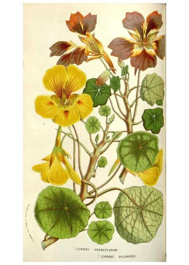 Reproducción/Reproduction 49584089048: Flore des serres et des jardins de l'Europe. A Gand :chez Louis van Houtte, eÌditeur,1845-1880.. 