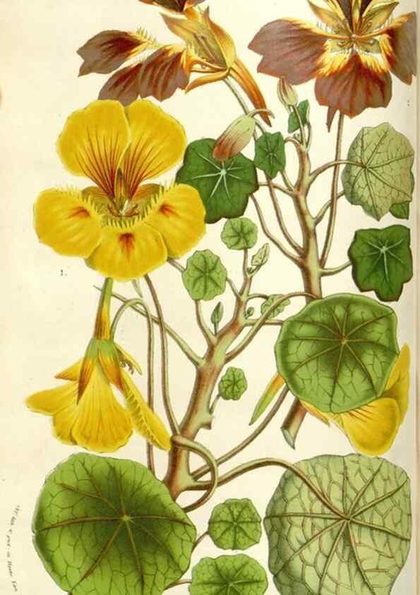 Reproducción/Reproduction 49584089048: Flore des serres et des jardins de l'Europe. A Gand :chez Louis van Houtte, eÌditeur,1845-1880.. 