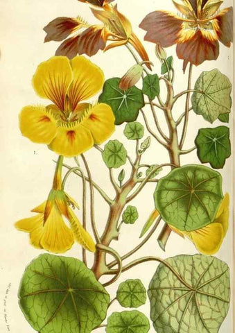 Reproducción/Reproduction 49584089048: Flore des serres et des jardins de l'Europe. A Gand :chez Louis van Houtte, eÌditeur,1845-1880.. 