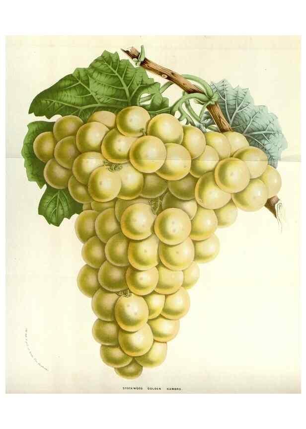 Reproducción/Reproduction 49584587256: Flore des serres et des jardins de l'Europe. A Gand :chez Louis van Houtte, eÌditeur,1845-1880.. 