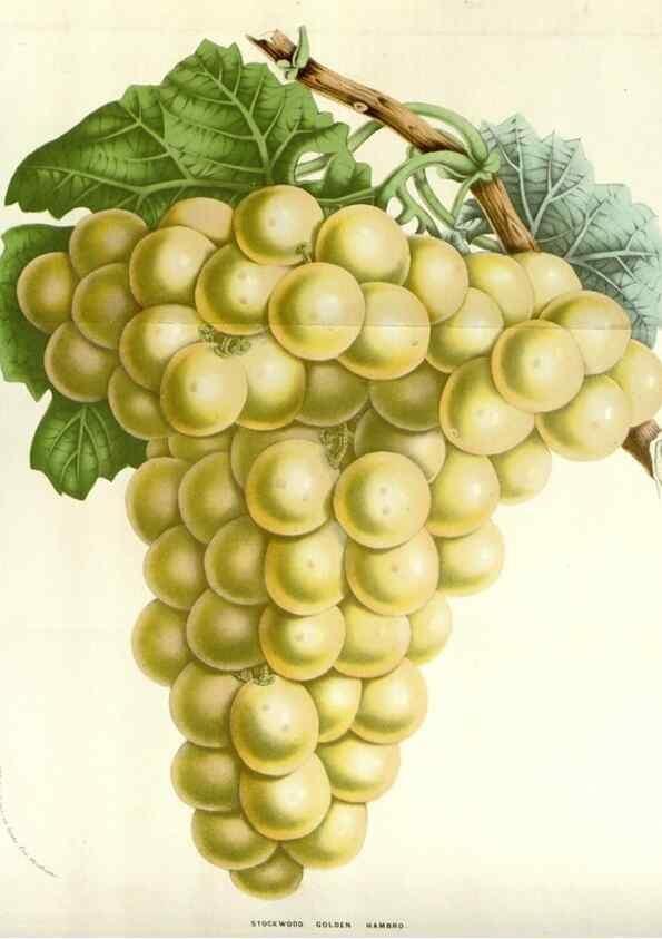 Reproducción/Reproduction 49584587256: Flore des serres et des jardins de l'Europe. A Gand :chez Louis van Houtte, eÌditeur,1845-1880.. 