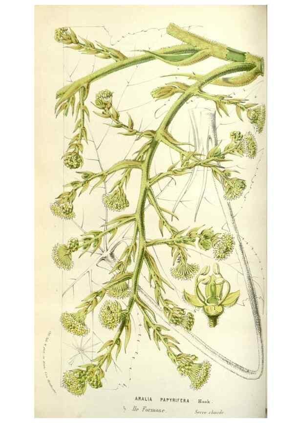 Reproducción/Reproduction 49584585111: Flore des serres et des jardins de l'Europe. A Gand :chez Louis van Houtte, eÌditeur,1845-1880.. 