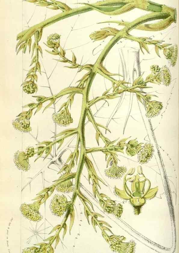 Reproducción/Reproduction 49584585111: Flore des serres et des jardins de l'Europe. A Gand :chez Louis van Houtte, eÌditeur,1845-1880.. 