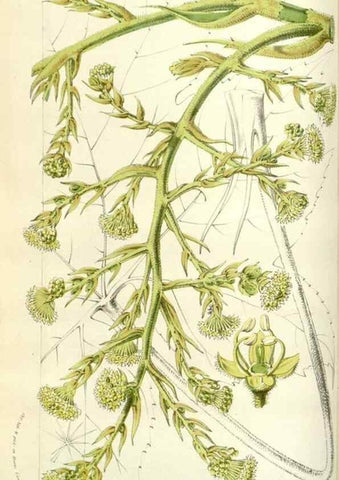 Reproducción/Reproduction 49584585111: Flore des serres et des jardins de l'Europe. A Gand :chez Louis van Houtte, eÌditeur,1845-1880.. 