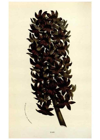 Reproducción/Reproduction 49584592946: Flore des serres et des jardins de l'Europe. A Gand :chez Louis van Houtte, eÌditeur,1845-1880.. 
