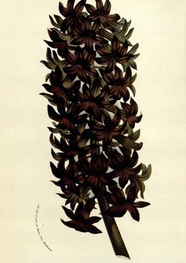 Reproducción/Reproduction 49584592946: Flore des serres et des jardins de l'Europe. A Gand :chez Louis van Houtte, eÌditeur,1845-1880.. 