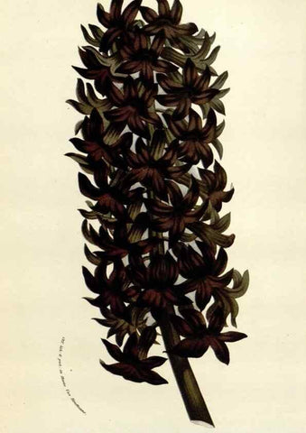 Reproducción/Reproduction 49584592946: Flore des serres et des jardins de l'Europe. A Gand :chez Louis van Houtte, eÌditeur,1845-1880.. 