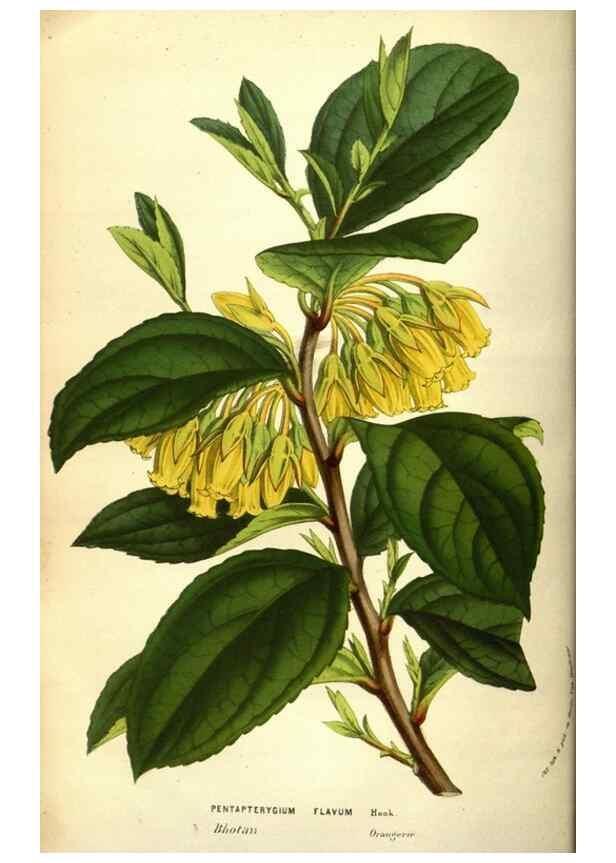 Reproducción/Reproduction 49584440692: Flore des serres et des jardins de l'Europe. A Gand :chez Louis van Houtte, eÌditeur,1845-1880.. 