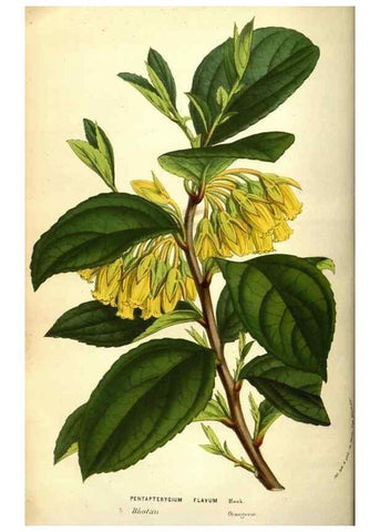 Reproducción/Reproduction 49584440692: Flore des serres et des jardins de l'Europe. A Gand :chez Louis van Houtte, eÌditeur,1845-1880.. 