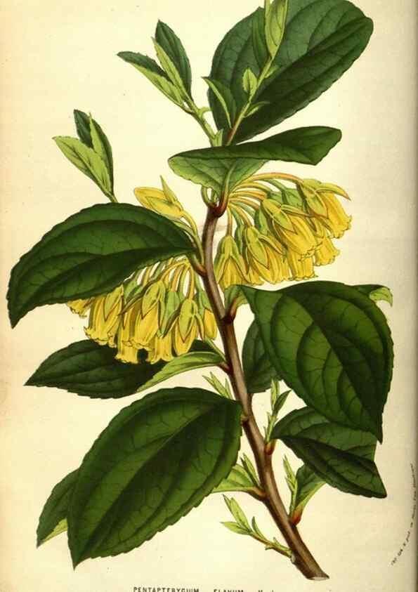Reproducción/Reproduction 49584440692: Flore des serres et des jardins de l'Europe. A Gand :chez Louis van Houtte, eÌditeur,1845-1880.. 