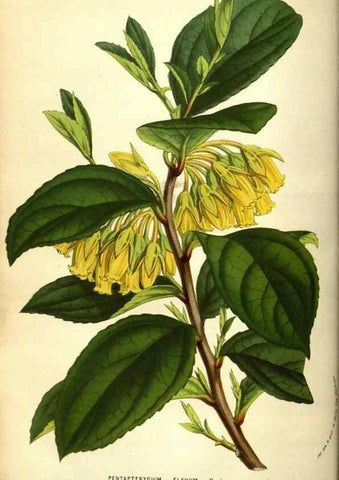 Reproducción/Reproduction 49584440692: Flore des serres et des jardins de l'Europe. A Gand :chez Louis van Houtte, eÌditeur,1845-1880.. 