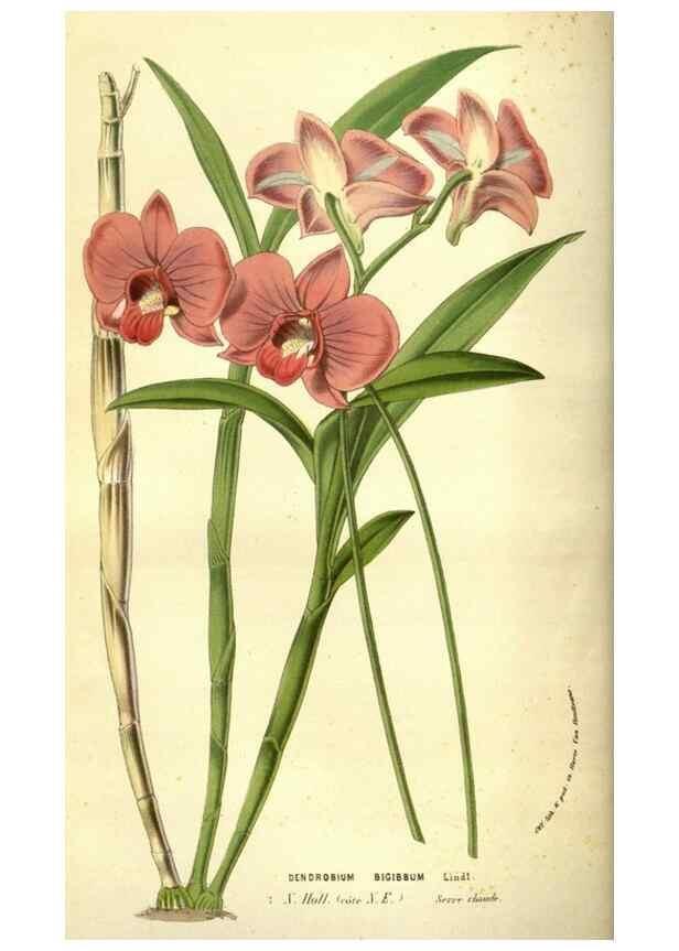 Reproducción/Reproduction 49584440032: Flore des serres et des jardins de l'Europe. A Gand :chez Louis van Houtte, eÌditeur,1845-1880.. 