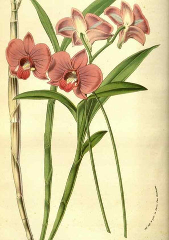 Reproducción/Reproduction 49584440032: Flore des serres et des jardins de l'Europe. A Gand :chez Louis van Houtte, eÌditeur,1845-1880.. 