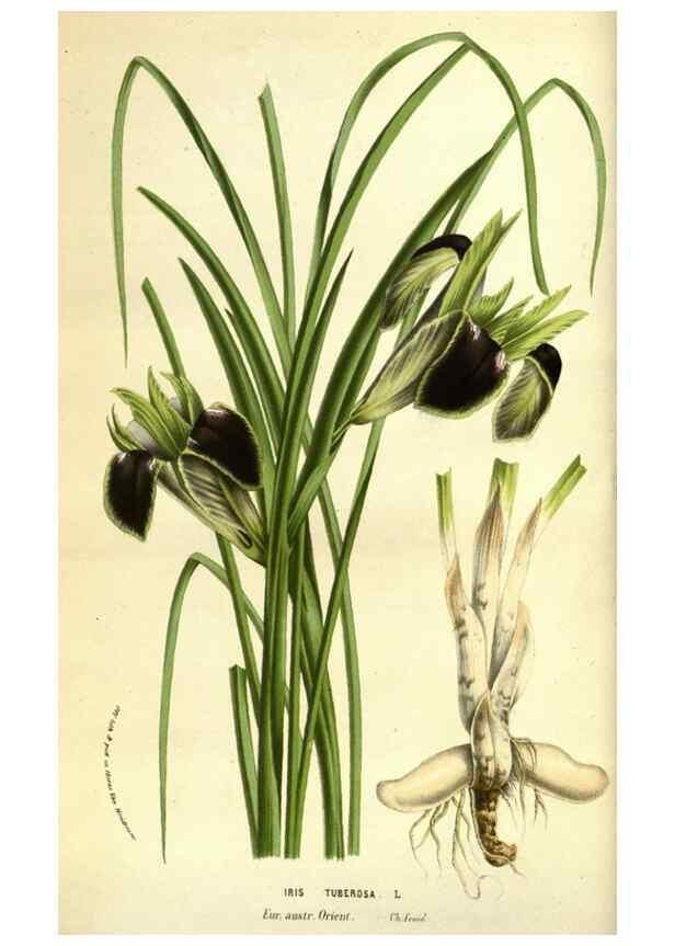 Reproducción/Reproduction 49584189281: Flore des serres et des jardins de l'Europe. A Gand :chez Louis van Houtte, eÌditeur,1845-1880.. 
