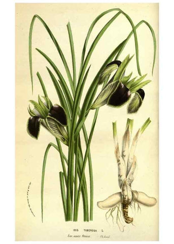 Reproducción/Reproduction 49584189281: Flore des serres et des jardins de l'Europe. A Gand :chez Louis van Houtte, eÌditeur,1845-1880.. 