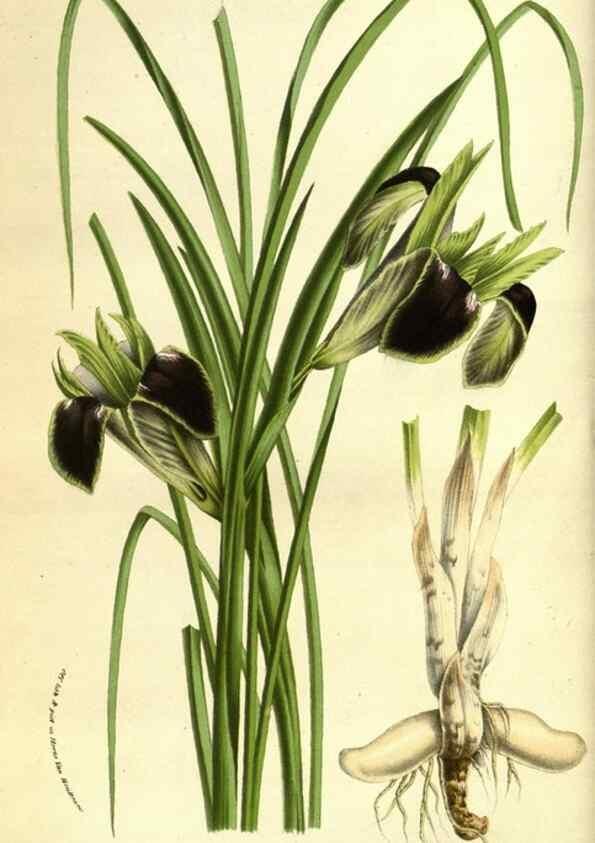 Reproducción/Reproduction 49584189281: Flore des serres et des jardins de l'Europe. A Gand :chez Louis van Houtte, eÌditeur,1845-1880.. 