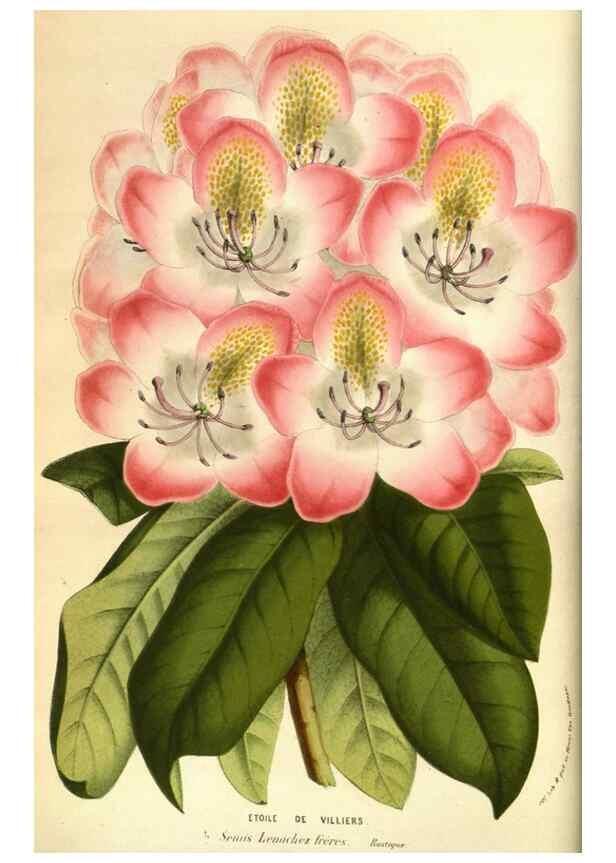 Reproducción/Reproduction 49584189571: Flore des serres et des jardins de l'Europe. A Gand :chez Louis van Houtte, eÌditeur,1845-1880.. 