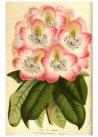 Reproducción/Reproduction 49584189571: Flore des serres et des jardins de l'Europe. A Gand :chez Louis van Houtte, eÌditeur,1845-1880.. 