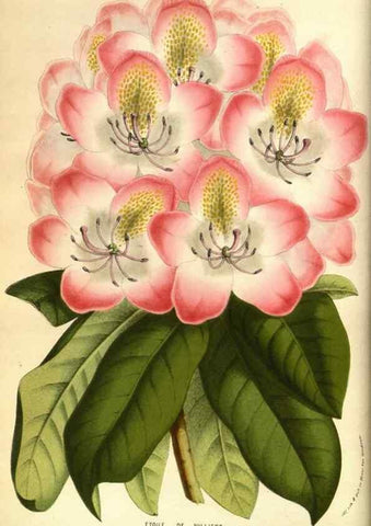 Reproducción/Reproduction 49584189571: Flore des serres et des jardins de l'Europe. A Gand :chez Louis van Houtte, eÌditeur,1845-1880.. 