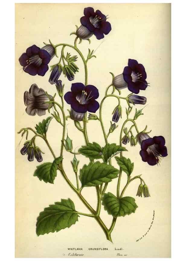 Reproducción/Reproduction 49584424267: Flore des serres et des jardins de l'Europe. A Gand :chez Louis van Houtte, eÌditeur,1845-1880.. 