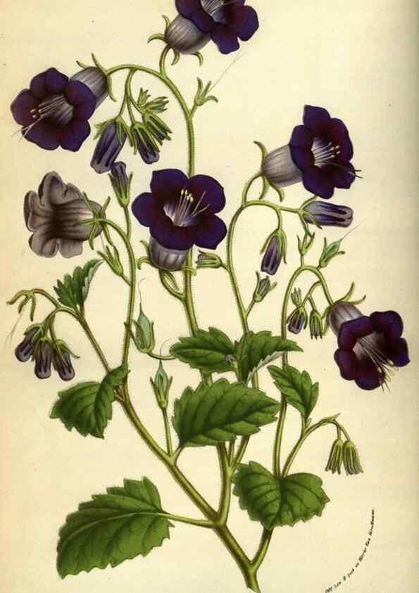 Reproducción/Reproduction 49584424267: Flore des serres et des jardins de l'Europe. A Gand :chez Louis van Houtte, eÌditeur,1845-1880.. 